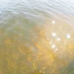 Parduodama sodyba prie Vydenių tvenkinio – nuotrauka 8