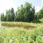 Parduodama sodyba Varėnos r. sav., Pamusių k. – nuotrauka 12