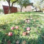 Parduodama sodyba Epušinės sodų bendrijoje – nuotrauka 39